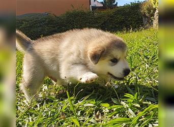 Eurasier - A. Malamute Nord-Hybrid Welpen suchen ein liebevolles Zuhause