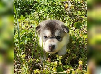 Eurasier A. Malamute Nord-Hybrid Welpen suchen ein liebevolles Zuhause