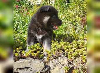 Eurasier - A. Malamute Nord-Hybrid Welpen suchen ein liebevolles Zuhause