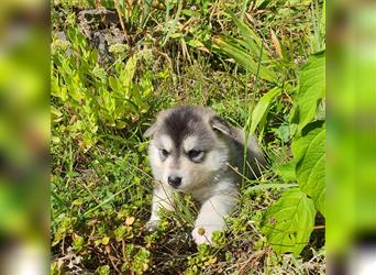 Eurasier A. Malamute Nord-Hybrid Welpen suchen ein liebevolles Zuhause