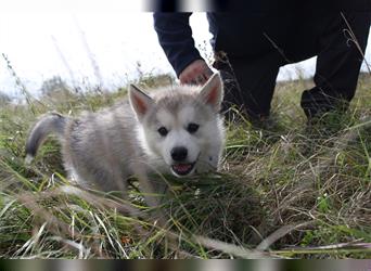 Nord - Hybrid Welpe (Eurasier - A. Malamute) Rüde, Name: Asgard