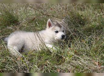 Nord - Hybrid Welpe (Eurasier - A. Malamute) Rüde, Name: Asgard