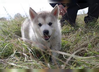 Nord - Hybrid Welpe (Eurasier - A. Malamute) Rüde, Name: Asgard