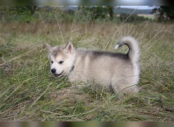 Nord - Hybrid Welpe ( A. Malamute - Eurasier ) Rüde, Name: Asgard