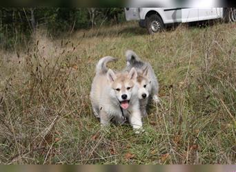 Nord - Hybrid Welpe ( A. Malamute - Eurasier ) Rüde, Name: Alik