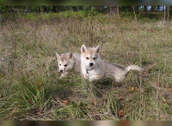 Nord - Hybrid Welpe (Eurasier - A. Malamute) Rüde, Name: Alik