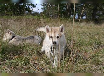 Nord - Hybrid Welpe ( A. Malamute - Eurasier ) Rüde, Name: Alik