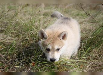 Nord - Hybrid Welpe (Eurasier - A. Malamute) Rüde, Name: Alik