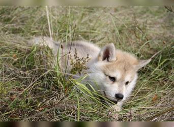 Nord - Hybrid Welpe ( A. Malamute - Eurasier ) Rüde, Name: Alik