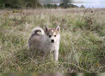 Nord - Hybrid Welpe ( A. Malamute - Eurasier ) Hündin, Name: Athia