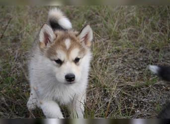 Nord - Hybrid Welpe ( A. Malamute - Eurasier ) Hündin, Name: Athia