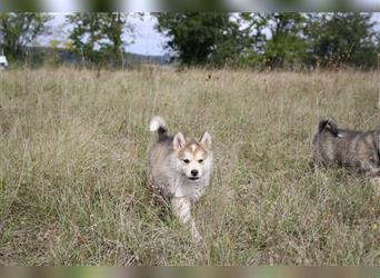 Nord - Hybrid Welpe ( A. Malamute - Eurasier ) Hündin, Name: Athia