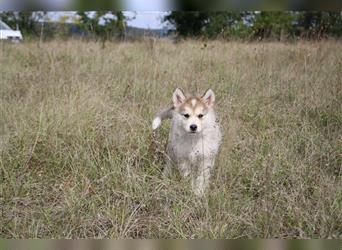 Nord - Hybrid Welpe ( A. Malamute - Eurasier ) Hündin, Name: Athia