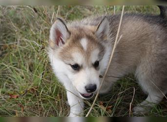 Nord - Hybrid Welpe ( A. Malamute - Eurasier ) Hündin, Name: Athia