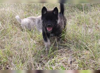 Nord - Hybrid Welpe ( A. Malamute - Eurasier ) Hündin, Name: Akota