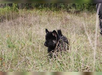 Nord - Hybrid Welpe (Eurasier - A. Malamute) Hündin, Name: Akota