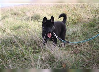 Eurasier - A. Malamute Nord-Hybrid Welpe:  Hündin, Name: Akota