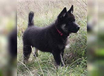 Eurasier - A. Malamute Nord-Hybrid Welpe:  Hündin, Name: Akota