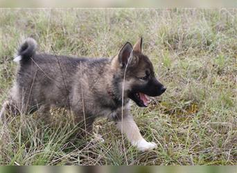 Nord - Hybrid Welpe ( A. Malamute - Eurasier ) Hündin, Name: Ajuma