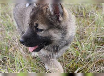 Nord - Hybrid Welpe (Eurasier - A. Malamute) Hündin, Name: Ajuma