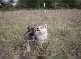 Nord - Hybrid Welpe (Eurasier - A. Malamute) Hündin, Name: Ajuma