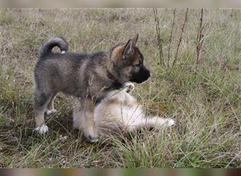 Nord - Hybrid Welpe ( A. Malamute - Eurasier ) Hündin, Name: Ajuma