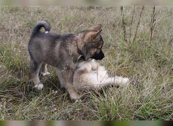 Nord - Hybrid Welpe ( A. Malamute - Eurasier ) Hündin, Name: Ajuma