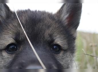 Nord - Hybrid Welpe (Eurasier - A. Malamute) Hündin, Name: Ajuma