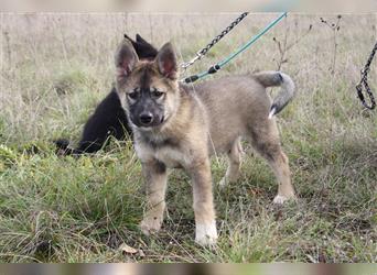 Eurasier - A. Malamute Hybrid-Welpe: Hündin, Name: Ajuma