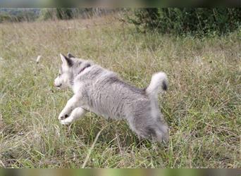 Nord - Hybrid Welpe ( A. Malamute - Eurasier ) Hündin, Name: Akita