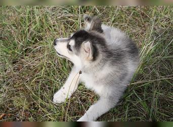 Nord - Hybrid Welpe (Eurasier - A. Malamute) Hündin, Name: Akita