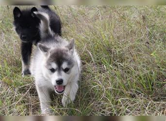 Nord - Hybrid Welpe ( A. Malamute - Eurasier ) Hündin, Name: Akita