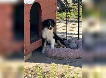 Australian Shepherd Rüde