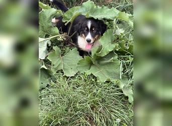 Australian Shepherd Rüde