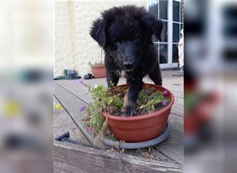 Aussie Schäferhund Welpe