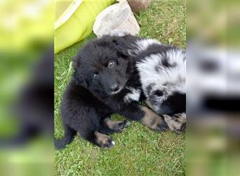 Aussie Schäferhund Welpe