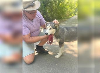 Filli, wo sind die aktiven Menschen für diese hübsche Husky Dame?