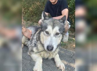 Maya, sanfte Malamute Hündin sucht liebevolle Menschen