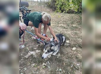 Maya, sanfte Malamute Hündin sucht liebevolle Menschen