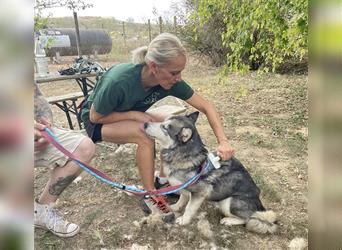 Maya, sanfte Malamute Hündin sucht liebevolle Menschen