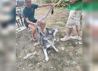 Maya, sanfte Malamute Hündin sucht liebevolle Menschen