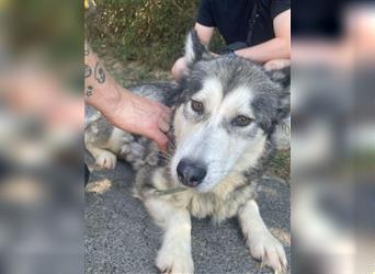 Maya, sanfte Malamute Hündin sucht liebevolle Menschen