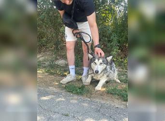 Maya, sanfte Malamute Hündin sucht liebevolle Menschen