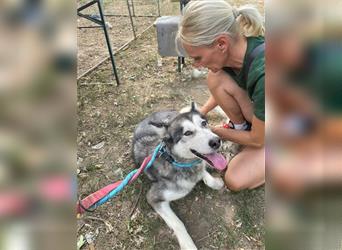 Maya, sanfte Malamute Hündin sucht liebevolle Menschen