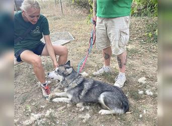 Maya, sanfte Malamute Hündin sucht liebevolle Menschen