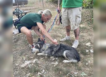 Maya, sanfte Malamute Hündin sucht liebevolle Menschen