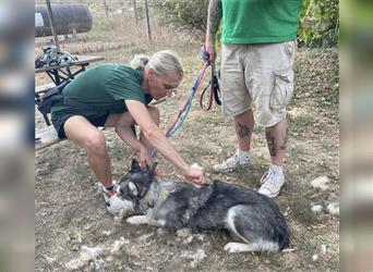 Maya, sanfte Malamute Hündin sucht liebevolle Menschen