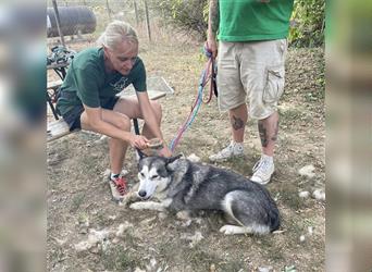 Maya, sanfte Malamute Hündin sucht liebevolle Menschen