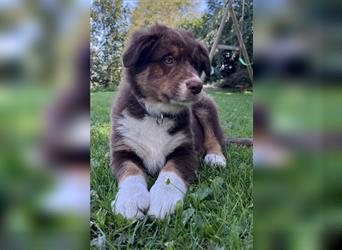 Australian Shepherd Welpen