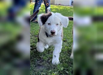 Australian Shepherd Welpen